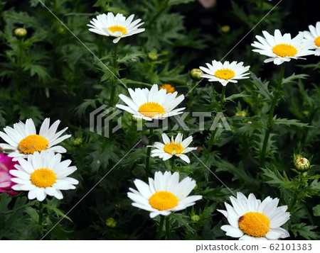 白瑪格麗特 62101383