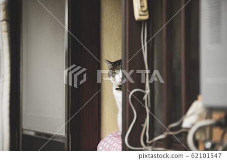 Cat peeping 62101547