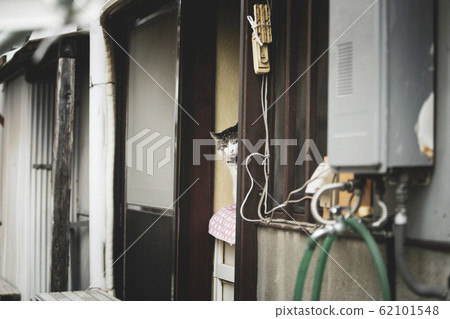 Cat peeping Cat peeping 62101548