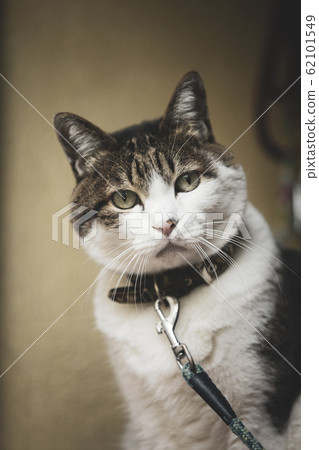 Cat peeping 62101549