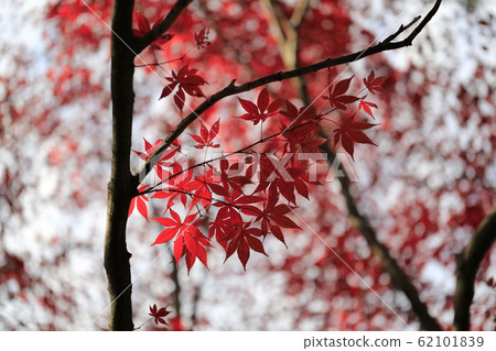 Beautiful Autumn Leaves in Korea Beautiful Autumn Leaves in Korea 62101839