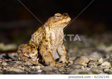 Male specimen of Common or European toad (Bufo bufo) moving during the night in direction of the breeding pond just after the wintering season 62102140