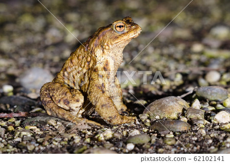Male specimen of Common or European toad (Bufo bufo) moving during the night in direction of the breeding pond just after the wintering season Male specimen of Common or European toad (Bufo bufo) moving during the night in direction of the breeding pond just after the wintering season 62102141