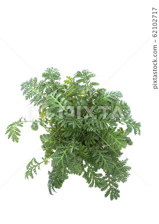 Orange chamomile 62102717