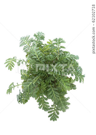 橙色洋甘菊 62102718