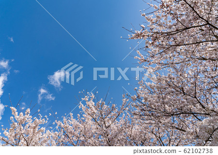 Cherry blossoms in full bloom and blue sky copy space 62102738