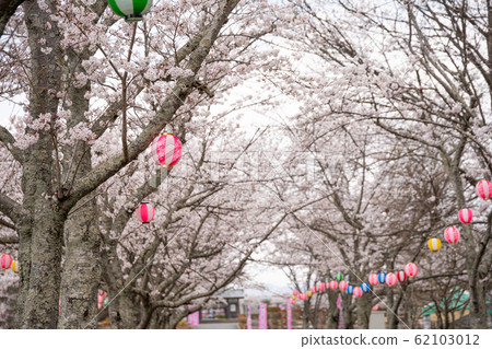 花見雪洞和盛開的櫻花 62103012