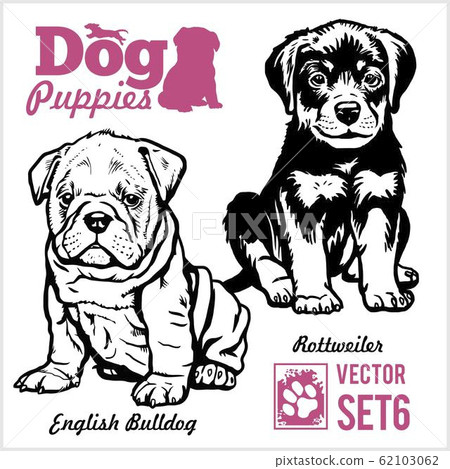 English Bulldog and Rottweiler - Dog Puppies. Vector set. Funny dogs puppy pet characters different breads doggy illustration isolated on white. English Bulldog and Rottweiler - Dog Puppies. Vector set. Funny dogs puppy pet characters different breads doggy illustration isolated on white. 62103062