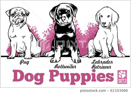 Pug, Rottweiler and Labrador Retriever - Dog Puppies. Vector set. Funny dogs puppy pet characters different breads doggy illustration isolated on white. Pug, Rottweiler and Labrador Retriever - Dog Puppies. Vector set. Funny dogs puppy pet characters different breads doggy illustration isolated on white. 62103066