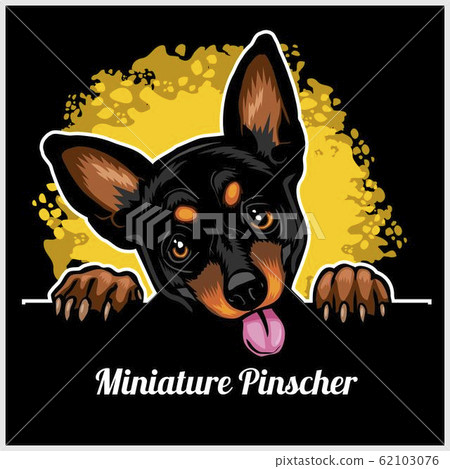 Color dog head, Miniature Pinscher breed on black background Color dog head, Miniature Pinscher breed on black background 62103076