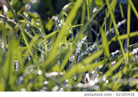 Raindrops shimmering on the leaves of grass 62103416