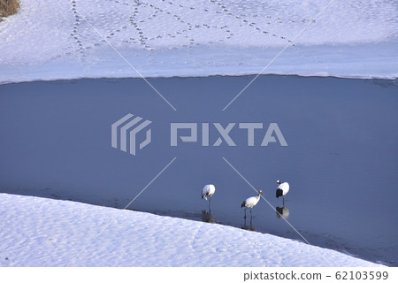 Japanese crane in Kushiro Marsh 62103599