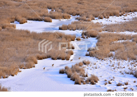Ezoshika of Kushiro Marsh 62103608