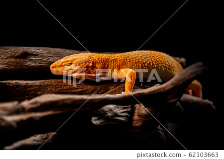 macro photo of leopard gecko on the wood in the 62103663