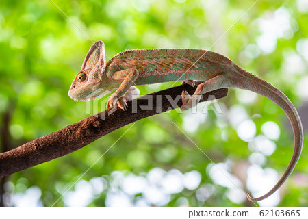Chameleon lizard stand on wood in the garden with 62103665