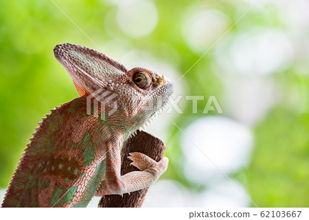 Chameleon lizard stand on wood in the garden with 62103667
