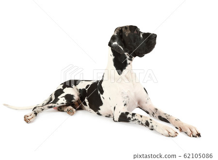 Purebred Great Dane dog on a white background 62105086