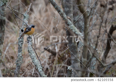 Wild bird Jobitaki male Wild bird Jobitaki male 62105558