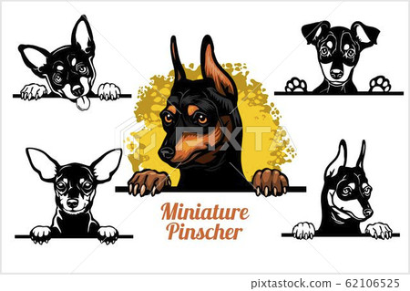 Miniature Pinscher - peeking dogs vector set. Dog head, breed on white Miniature Pinscher - peeking dogs vector set. Dog head, breed on white 62106525