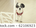 Dog looking in the mirror 62106923