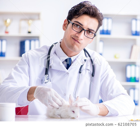 Vet doctor examining rabbit in pet hospital 62108705