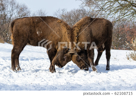 Majestic wood bisons in a territorial duel on snow Majestic wood bisons in a territorial duel on snow 62108715