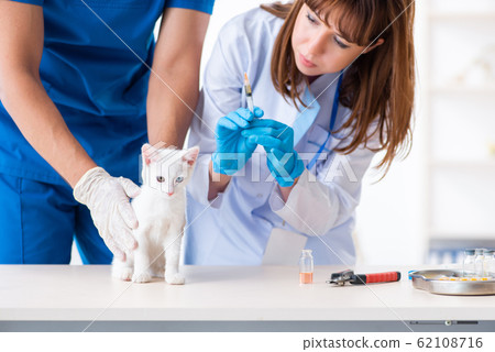 Two young vet doctors examining sick cat 62108716