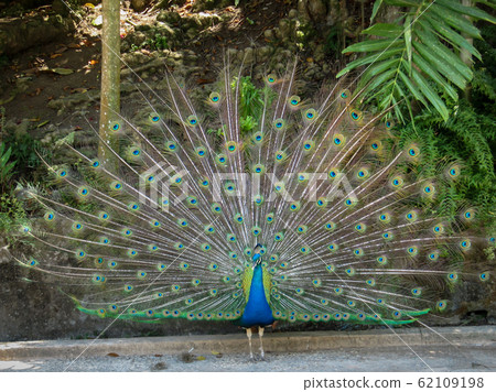 Male peacock displaying it's colorful tail Male peacock displaying it's colorful tail 62109198