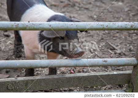 Saddleback piglets behind the fencing of a pigsty Saddleback piglets behind the fencing of a pigsty 62109202