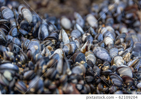Wild blue mussels (Mytilus edulis) on the rocks in 62109204