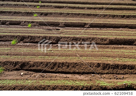 A picture of a field planted with nothing / Image of agriculture 62109458