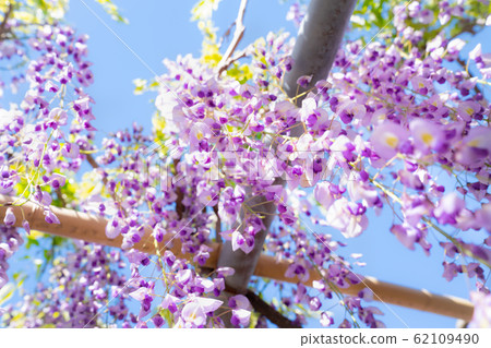Pictures of beautiful wisteria flowers Pictures of beautiful wisteria flowers 62109490