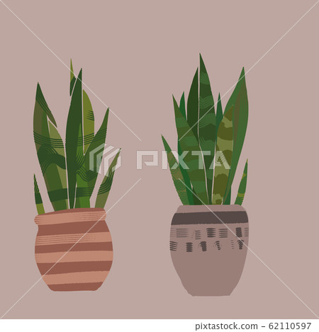 Sansuveria Tranoo tiger tail foliage plant A Sansuveria Tranoo tiger tail foliage plant A 62110597