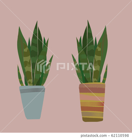 Sansuveria Tranoo老虎尾葉植物B Sansuveria Tranoo老虎尾葉植物B 62110598