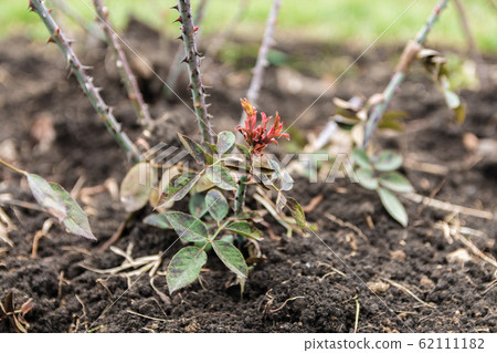 rosarium. closeup view of teen rose bush in early spring rosarium. closeup view of teen rose bush in early spring 62111182