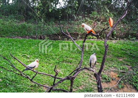 Birds pigeons and heron eating papaya 62111400