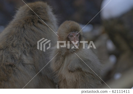 Snow monkey 62111411