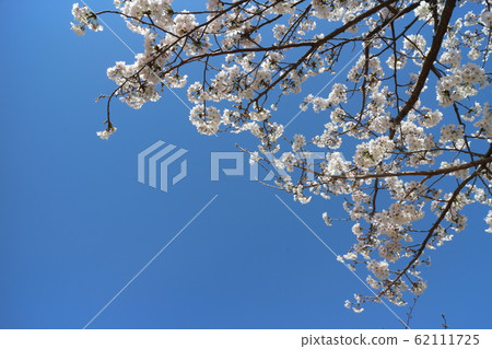 Kochi Castle in spring with cherry blossoms in full bloom Kochi Castle in spring with cherry blossoms in full bloom 62111725