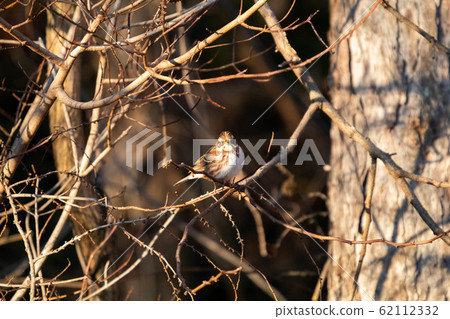 宮本寺松本冬季 62112332