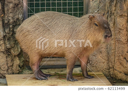 [千葉縣]千葉動物園內的水豚 62113499