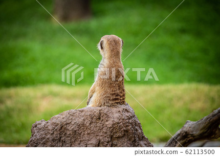 [千葉縣]千葉動物園的貓鼬 62113500