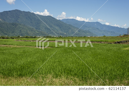 green paddy farm green paddy farm 62114137