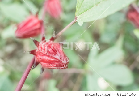 red roselle flowers 62114140