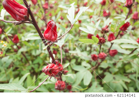 red roselle flowers 62114141