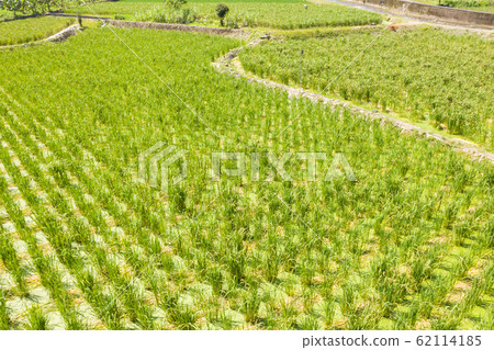water bamboo(zizania latifolia) farm water bamboo(zizania latifolia) farm 62114185