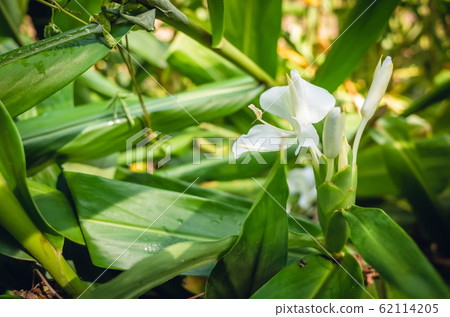 nature landscape of white butterfly ginger nature landscape of white butterfly ginger 62114205