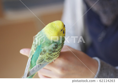 A cute budgerigar in the owner's hand A cute budgerigar in the owner's hand 62114263
