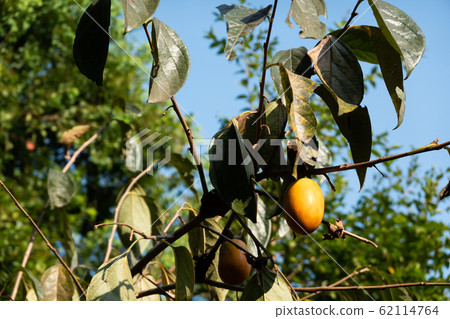 persimmons on the tree persimmons on the tree 62114764