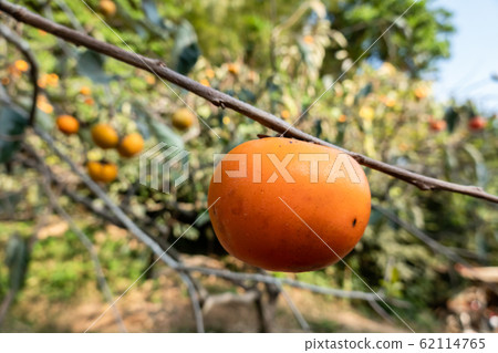 persimmons on the tree persimmons on the tree 62114765