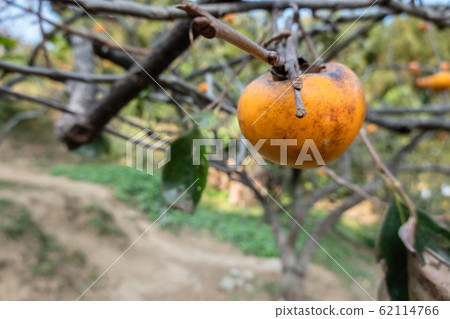 persimmons on the tree persimmons on the tree 62114766